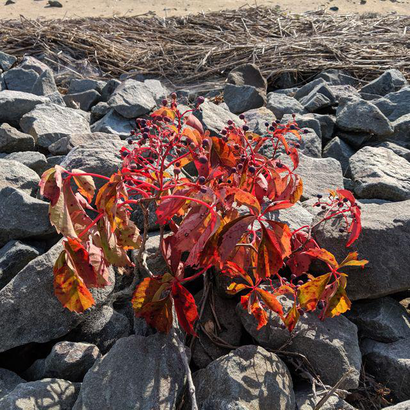 Ghunghru 027 - Lychee